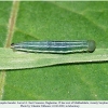 coenonympha leander larva3